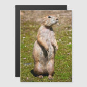 Black-tailed prairie dog (Front/Back)