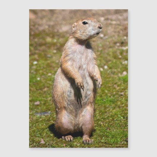Black-tailed prairie dog (Front)