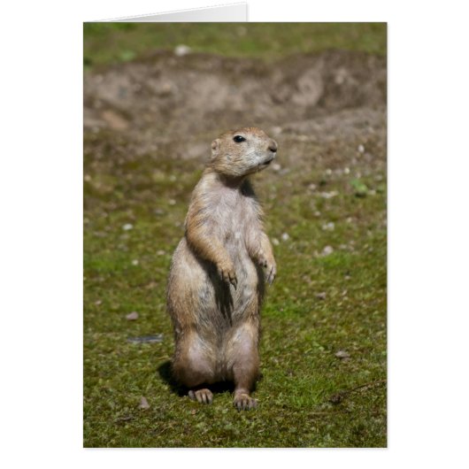 Black-tailed Prairie Dog (Front)