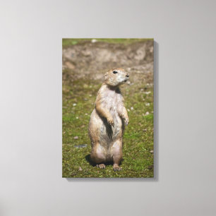 Black-tailed prairie dog canvas print