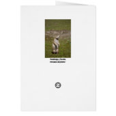 Black-tailed Prairie Dog Cards (Back)