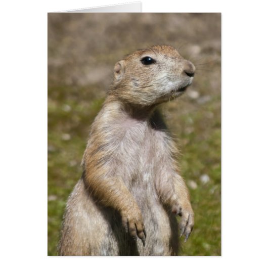 Black-tailed Prairie Dog Cards (Front)