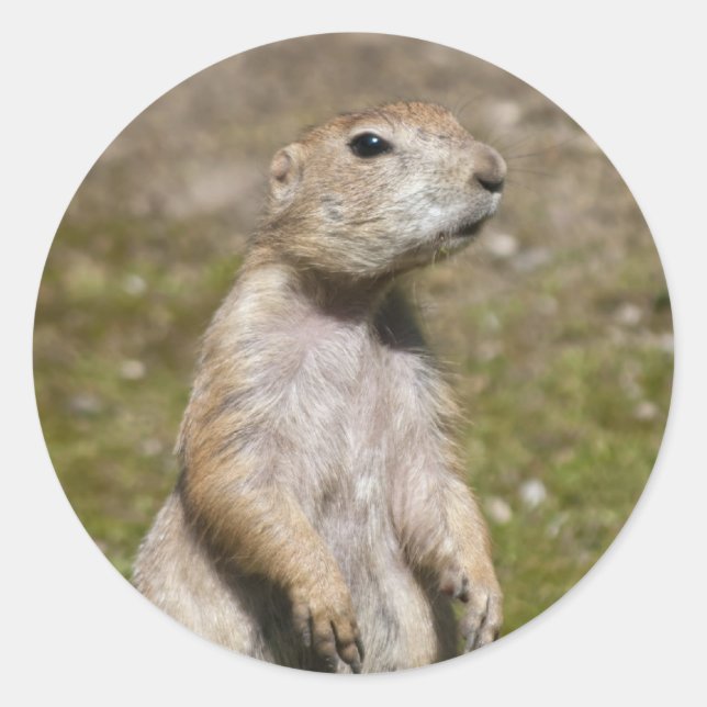 Black-tailed prairie dog classic round sticker (Front)
