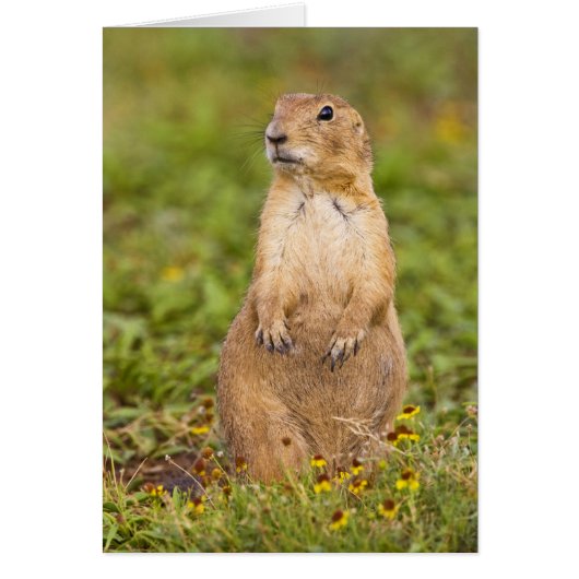 Black-tailed Prairie Dog Cynomys Cards (Front)