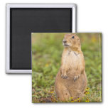 Black-tailed Prairie Dog Cynomys Magnet at Zazzle