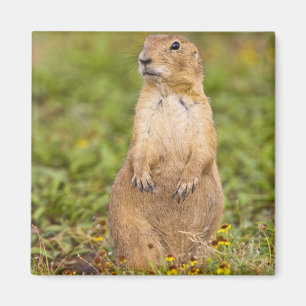 Black-tailed Prairie Dog Cynomys Magnet