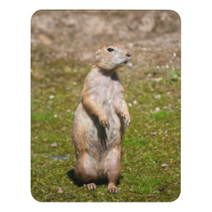 Black-tailed prairie dog door sign