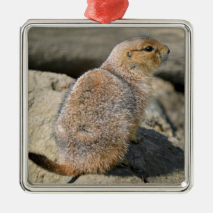 Black-tailed Prairie Dog Metal Ornament