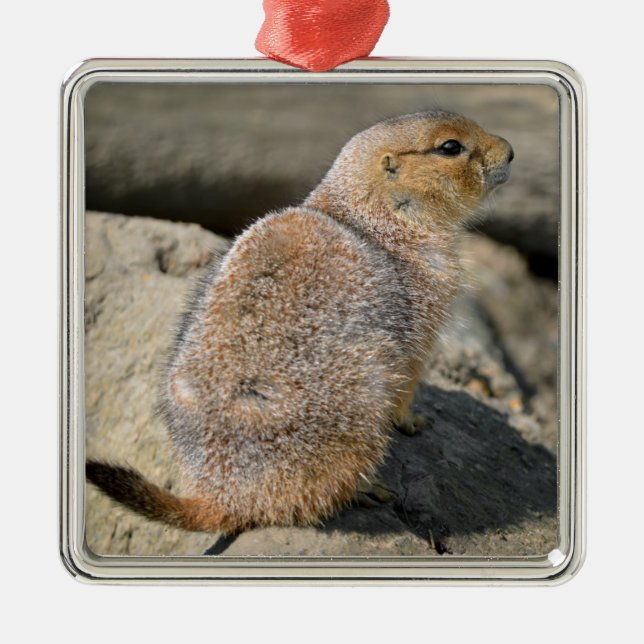 Black-tailed Prairie Dog Metal Ornament (Front)