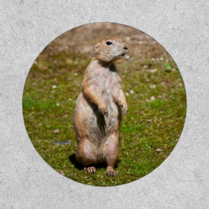 Black-tailed prairie dog patch