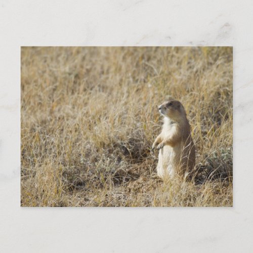 Black_tailed Prairie Dog Postcard