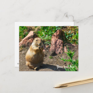 Black-Tailed Prairie Dog Postcard