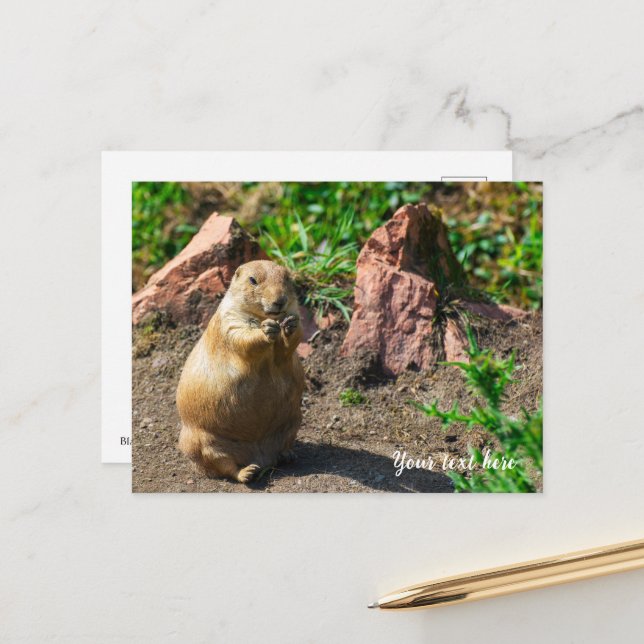 Black-Tailed Prairie Dog Postcard (Front/Back In Situ)