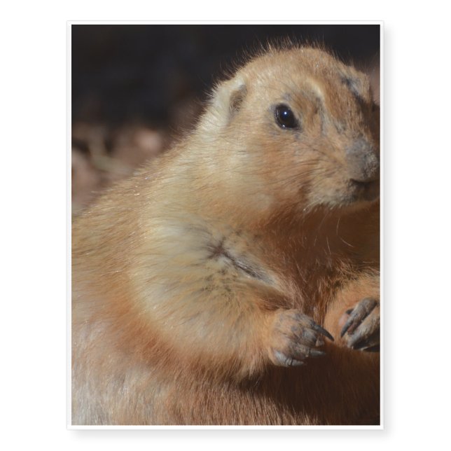 Black Tailed Prairie Dog Temporary Tattoos (Front)
