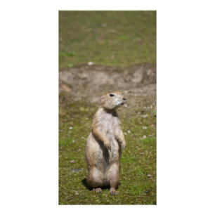Black-Tailed Prairie Dog Wildlife Photo Card