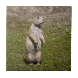 Black-Tailed Prairie Dog Wildlife Photo Ceramic Tile