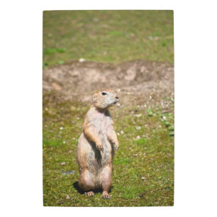 Black-Tailed Prairie Dog Wildlife Photo Metal Print