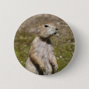 Black-Tailed Prairie Dog Wildlife Photo Pinback Button