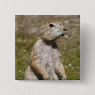 Black-Tailed Prairie Dog Wildlife Photo Pinback Button