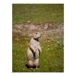 Black-Tailed Prairie Dog Wildlife Photo Poster