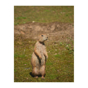 Black-tailed prairie dog wood wall art