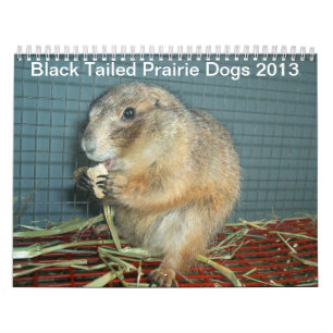Black Tailed Prairie Dogs - 2013 Calendar