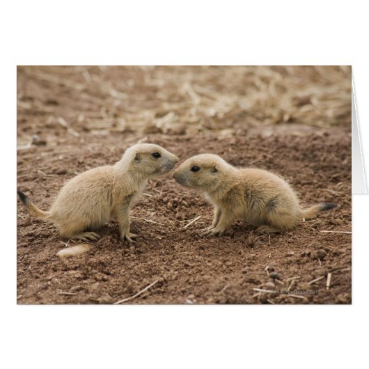 Black Tailed Prarie Marmot Cards (Front Horizontal)