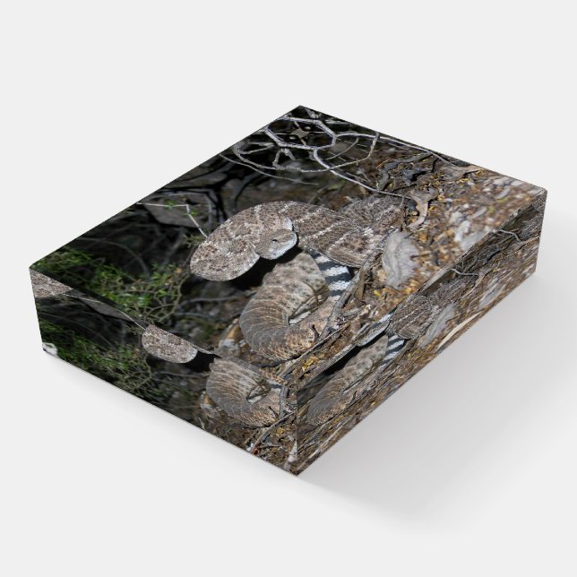 Black-tailed Rattlesnake Paperweight (Angled)
