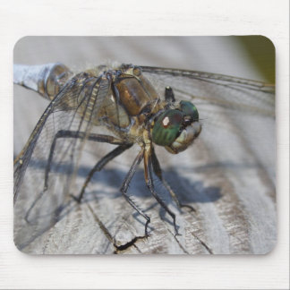 Black-tailed Skimmer Mouse Pad