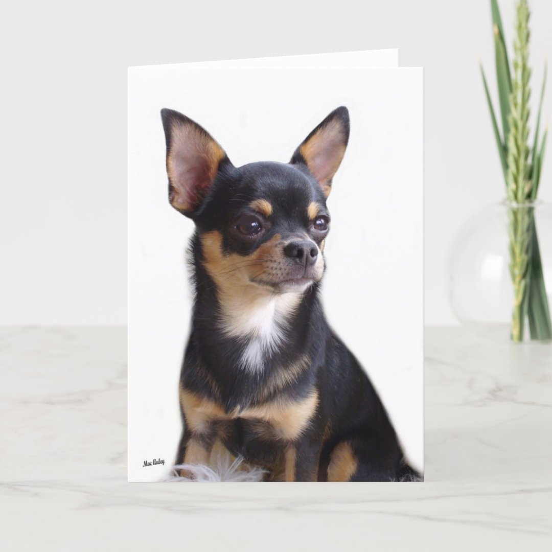 Black & Tan Chihuahua card | Zazzle