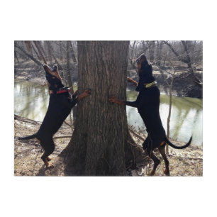 Black & Tan Coon Hounds Treeing Wall Art