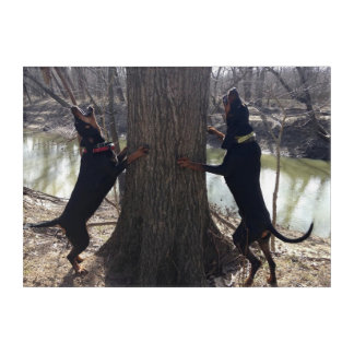 Black & Tan Coon Hounds Treeing Wall Art