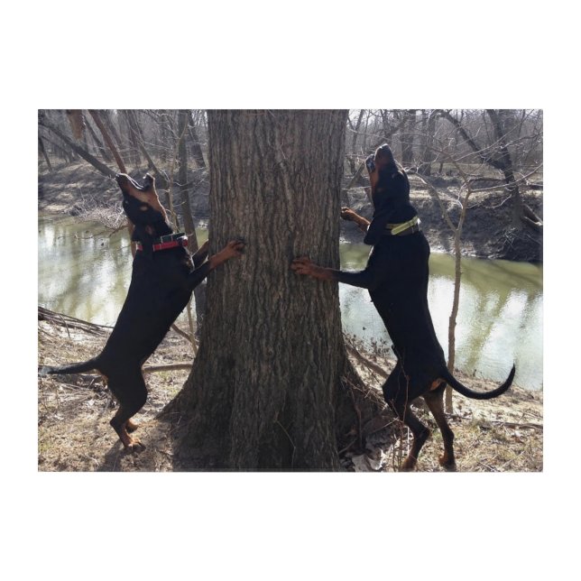 Black & Tan Coon Hounds Treeing Wall Art (Front)