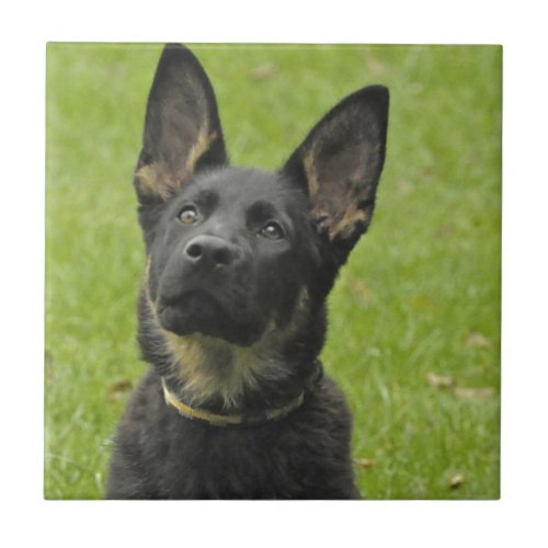 Black  Tan GSD Pup Tile