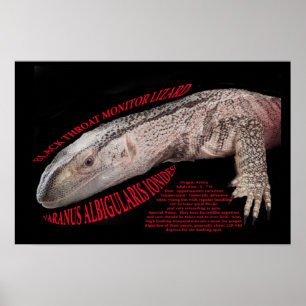 Black Throat Monitor Lizard Poster