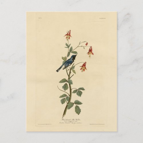 Black_throated Blue Warbler Audubon Birds America Postcard