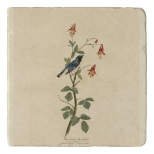 Black-throated Blue Warbler, Audubon Birds America Trivet