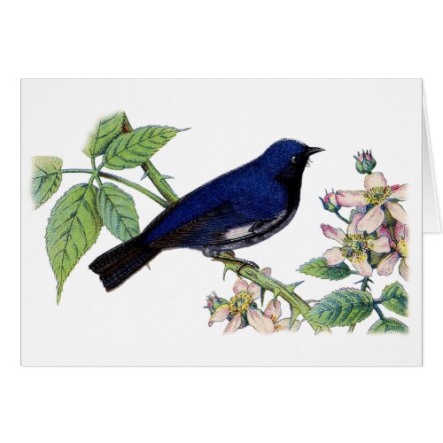 Black Throated Blue Warbler Bird Thank You Card