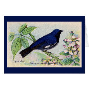 Black Throated Blue Warbler Bird Thank You Card