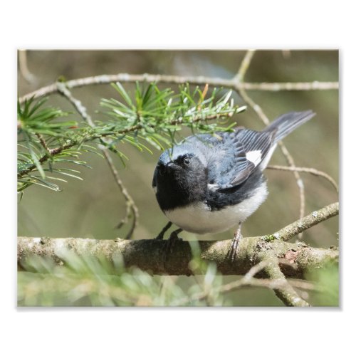 Black_throated Blue Warbler Photo Print