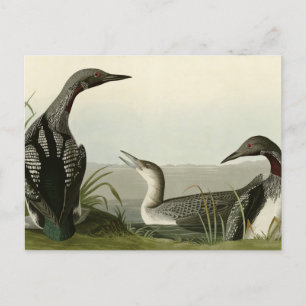 Black-Throated Diver Loon Audubon Birds of America Postcard