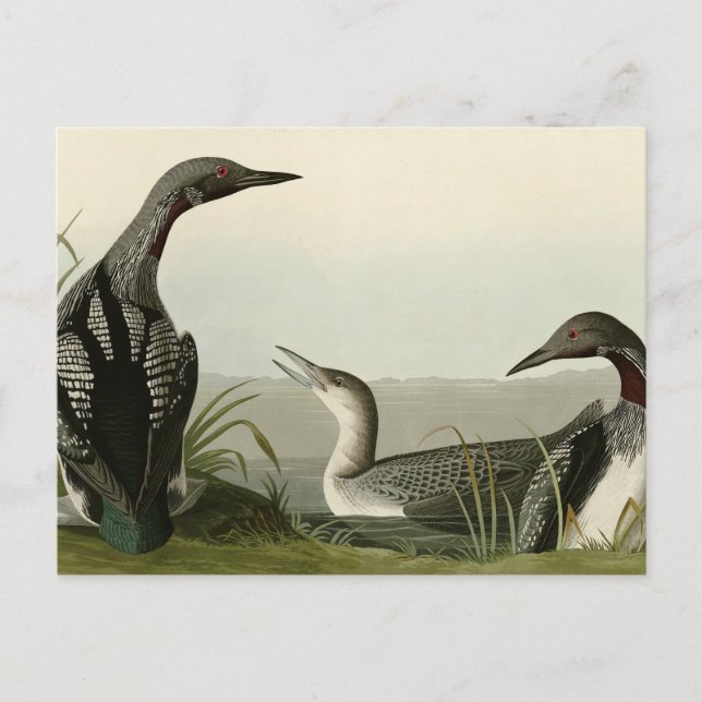 Black-Throated Diver Loon Audubon Birds of America Postcard (Front)