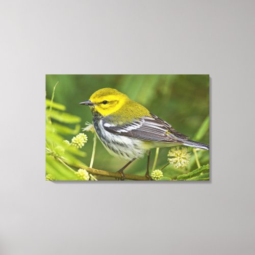 Black_throated Green Warbler Dendroica Canvas Print