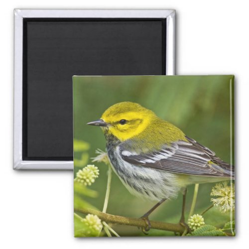 Black_throated Green Warbler Dendroica Magnet