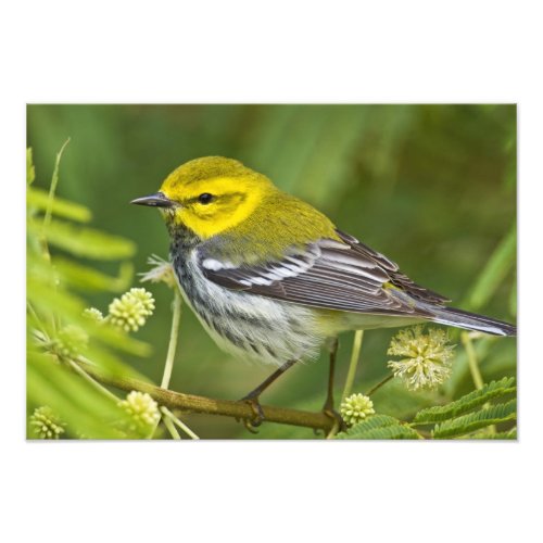 Black_throated Green Warbler Dendroica Photo Print