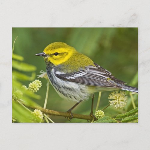 Black_throated Green Warbler Dendroica Postcard