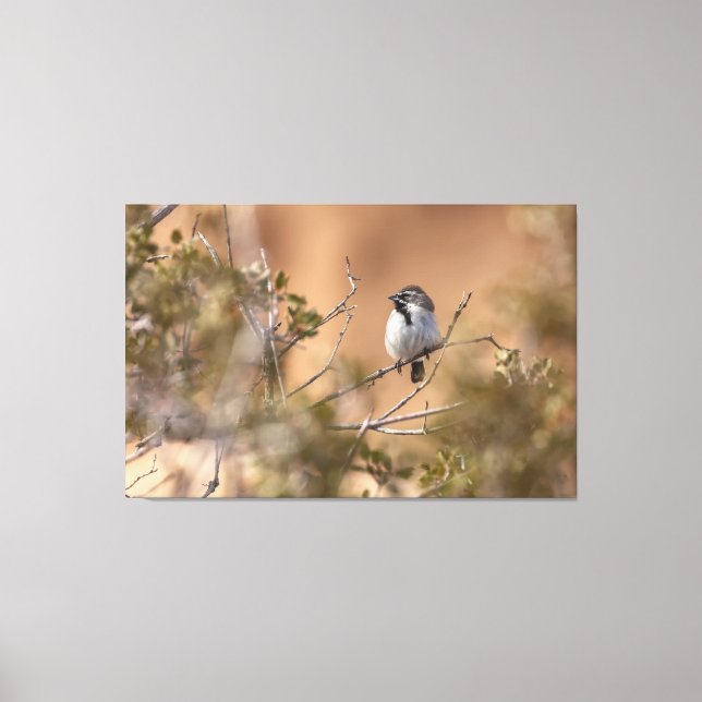 Black-throated Sparrow Canvas Print (Front)