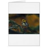 Black throated warbler (Front)