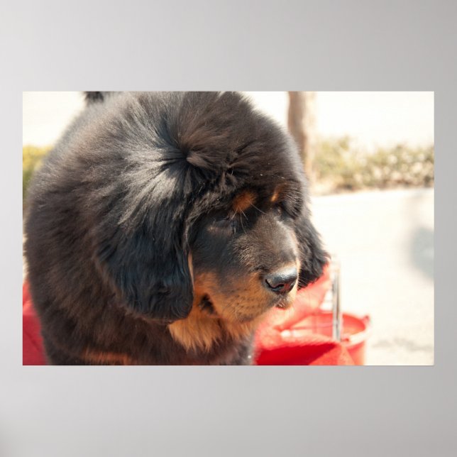 Black Tibetan Mastiff Poster (Front)