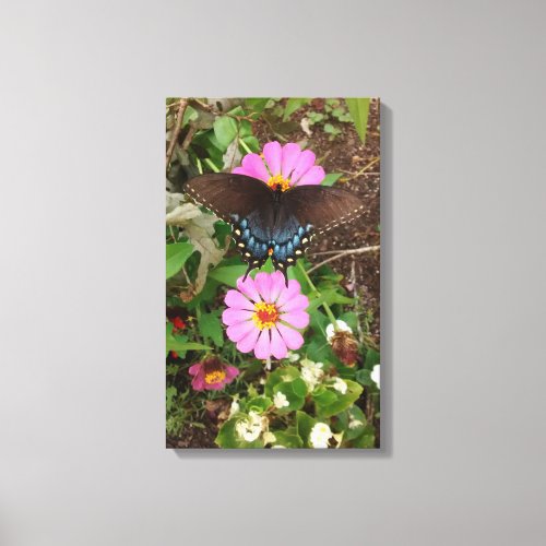 Black Tiger Swallowtail with Pink Zinnias Canvas Print